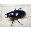 画像2: ウエストウッディ( Lower Subansiri)産☆♀38ミリ新成虫単品（2025年ブリード用） (2)