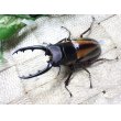 画像2: ファブリーズノコギリ亜種タカクアイ☆♂69ミリ♀38ミリ新成虫ペア (2)