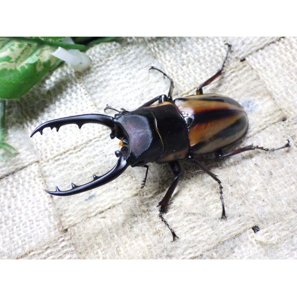 画像2: ファブリーズノコギリ亜種タカクアイ☆♂69ミリ♀38ミリ新成虫ペア (2)