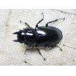 画像1: ウエストウッディ( Lower Subansiri)産☆♀38ミリ新成虫単品（2025年ブリード用） (1)