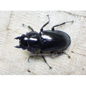 画像: ウエストウッディ( Lower Subansiri)産☆♀38ミリ新成虫単品（2025年ブリード用）