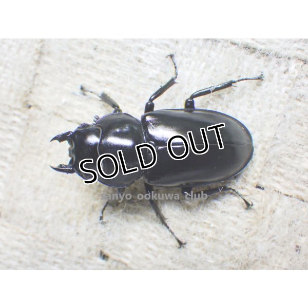 画像1: ウエストウッディ( Lower Subansiri)産☆♀38ミリ新成虫単品（2025年ブリード用） (1)