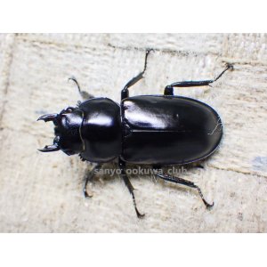 画像: ウエストウッディ( Lower Subansiri)産☆♀40ミリ新成虫単品（2025年ブリード用） (3)