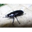 画像2: ウエストウッディ( Lower Subansiri)産☆♀40ミリ新成虫単品（2025年ブリード用） (2) (2)