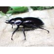 画像3:  ウエストウッディ( Lower Subansiri)産☆♀40ミリ新成虫単品（2025年ブリード用） (1) (3)
