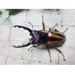 画像1: ファブリーズノコギリ亜種タカクアイ☆♂67ミリ♀37ミリ新成虫ペア (1)