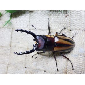 画像: ファブリーズノコギリ亜種タカクアイ☆♂67ミリ♀37ミリ新成虫ペア