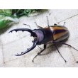 画像2: ファブリーズノコギリ亜種タカクアイ☆♂67ミリ♀37ミリ新成虫ペア (2)