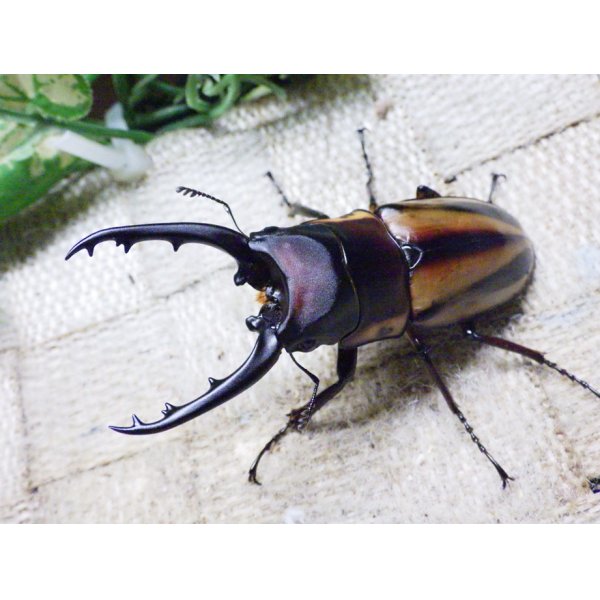 画像2: ファブリーズノコギリ亜種タカクアイ☆♂67ミリ♀37ミリ新成虫ペア (2)