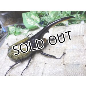 画像: Dh.ヘラクレスオオカブト☆♂120ミリ新成虫単品　(10)