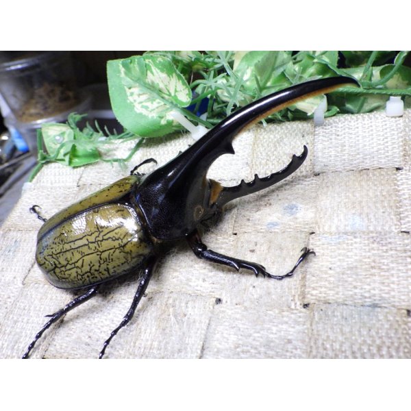 画像1: Dh.ヘラクレスオオカブト☆♂120ミリ新成虫単品　(10) (1)