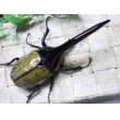 画像3: Dh.ヘラクレスオオカブト☆♂120ミリ新成虫単品　(10) (3)