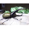 画像2: Dh.ヘラクレスオオカブト☆♂120ミリ新成虫単品　(10) (2)