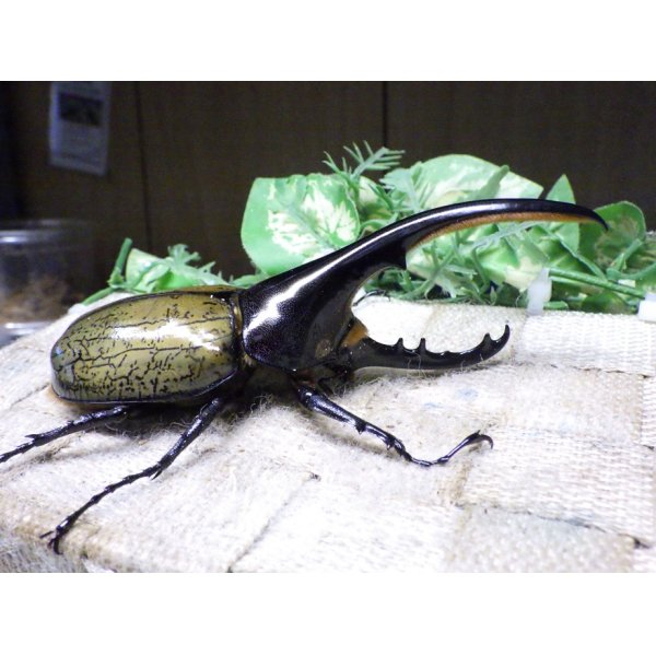 画像2: Dh.ヘラクレスオオカブト☆♂120ミリ新成虫単品　(10) (2)
