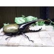 画像2: Dh.ヘラクレスオオカブト☆♂148ミリ新成虫単品 (2)