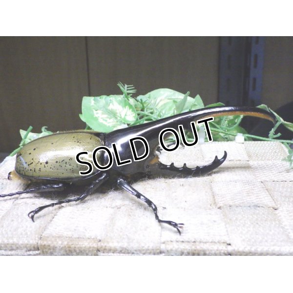 画像2: Dh.ヘラクレスオオカブト☆♂148ミリ新成虫単品 (2)