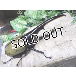 画像: Dh.ヘラクレスオオカブト☆♂148ミリ新成虫単品