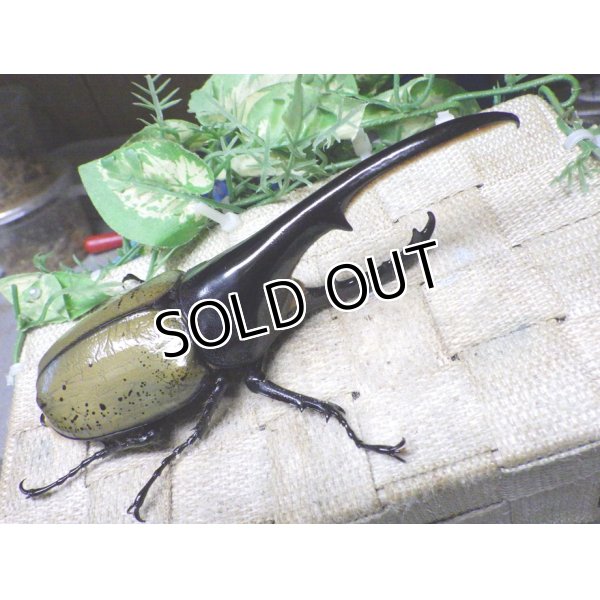 画像1: Dh.ヘラクレスオオカブト☆♂148ミリ新成虫単品 (1)