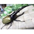 画像1: Dh.ヘラクレスオオカブト☆♂136ミリ新成虫単品 (1)