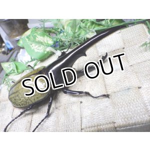 画像: Dh.ヘラクレスオオカブト☆♂136ミリ新成虫単品