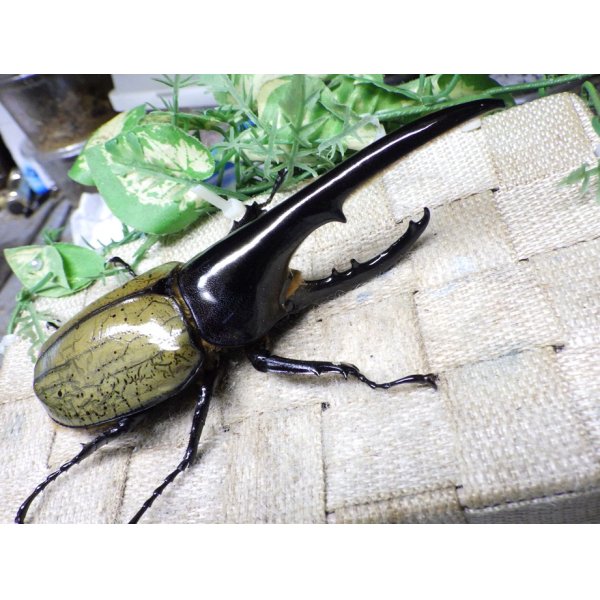 画像1: Dh.ヘラクレスオオカブト☆♂136ミリ新成虫単品 (1)