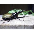 画像2: Dh.ヘラクレスオオカブト☆♂136ミリ新成虫単品 (2)