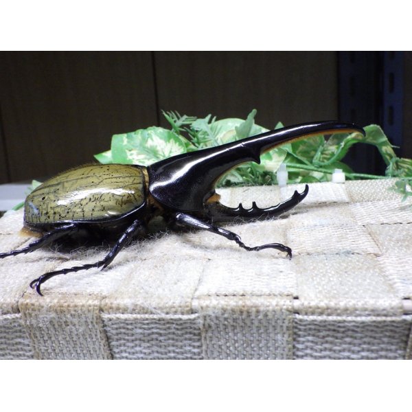 画像2: Dh.ヘラクレスオオカブト☆♂136ミリ新成虫単品 (2)