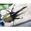 画像3: Dh.ヘラクレスオオカブト☆♂120ミリ新成虫単品　 (3)