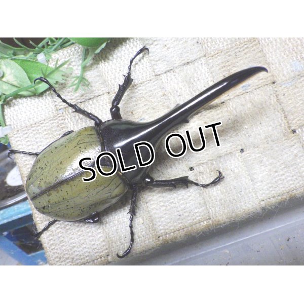 画像3: Dh.ヘラクレスオオカブト☆♂120ミリ新成虫単品　 (3)