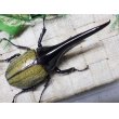 画像3: Dh.ヘラクレスオオカブト☆♂136ミリ新成虫単品 (3)