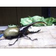 画像2: Dh.ヘラクレスオオカブト☆♂120ミリ新成虫単品　 (2)