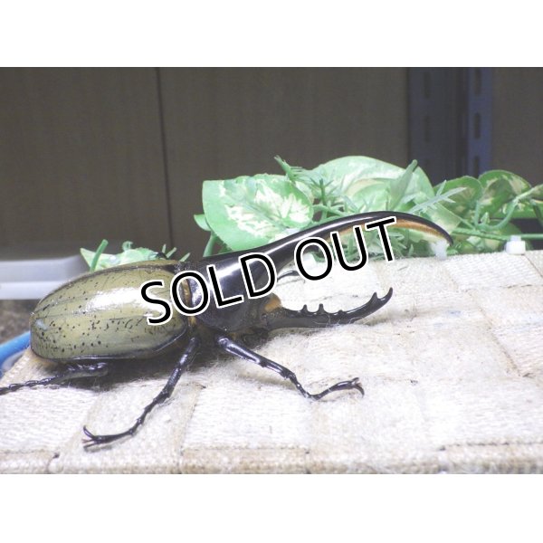 画像2: Dh.ヘラクレスオオカブト☆♂120ミリ新成虫単品　 (2)
