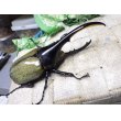 画像1: Dh.ヘラクレスオオカブト☆♂120ミリ新成虫単品　 (1)