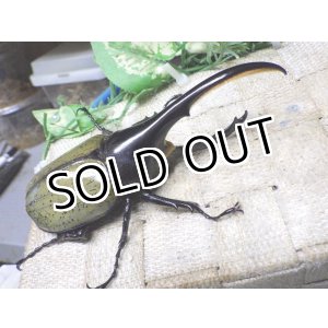 画像: Dh.ヘラクレスオオカブト☆♂120ミリ新成虫単品　