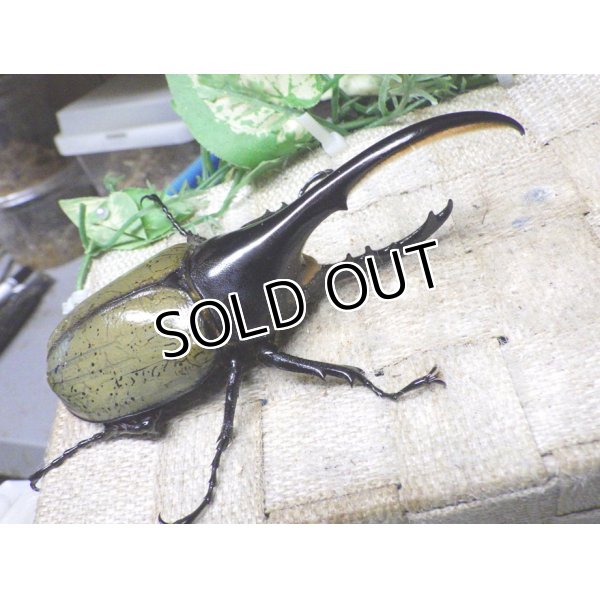 画像1: Dh.ヘラクレスオオカブト☆♂120ミリ新成虫単品　 (1)