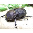 画像1: Dh.ヘラクレスオオカブト☆♀66ミリ新成虫単品 (1)