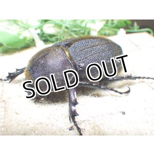 画像: Dh.ヘラクレスオオカブト☆♀66ミリ新成虫単品
