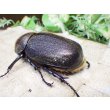 画像2: Dh.ヘラクレスオオカブト☆♀66ミリ新成虫単品 (2)