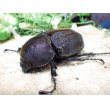 画像1: Dh.ヘラクレスオオカブト☆♀66ミリ新成虫単品 (2) (1)