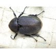 画像3: Dh.ヘラクレスオオカブト☆♀66ミリ新成虫単品 (2) (3)