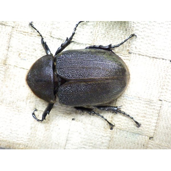 画像3: Dh.ヘラクレスオオカブト☆♀66ミリ新成虫単品 (2) (3)