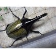 画像3: Dh.ヘラクレスオオカブト☆♂97ミリ C品 新成虫単品　 (3)