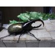 画像2: Dh.ヘラクレスオオカブト☆♂97ミリ C品 新成虫単品　 (2)
