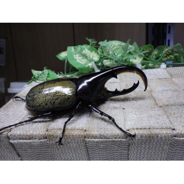 画像2: Dh.ヘラクレスオオカブト☆♂97ミリ C品 新成虫単品　 (2)