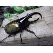画像1: Dh.ヘラクレスオオカブト☆♂97ミリ C品 新成虫単品　 (1)