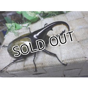 画像: Dh.ヘラクレスオオカブト☆♂97ミリ C品 新成虫単品　