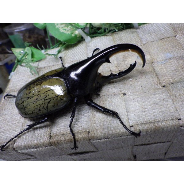 画像1: Dh.ヘラクレスオオカブト☆♂97ミリ C品 新成虫単品　 (1)