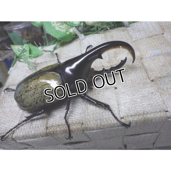 画像1: Dh.ヘラクレスオオカブト☆♂97ミリ C品 新成虫単品　 (1)