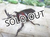 画像: 国産カブトムシピンクアイ☆♂S・Mサイズ2頭 新成虫（♂2頭のみ）