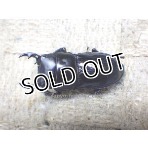 画像: 今季ブリード個体！ 広西産 カツラオオクワガタ☆♂35ミリ♀28ミリ新成虫ペア